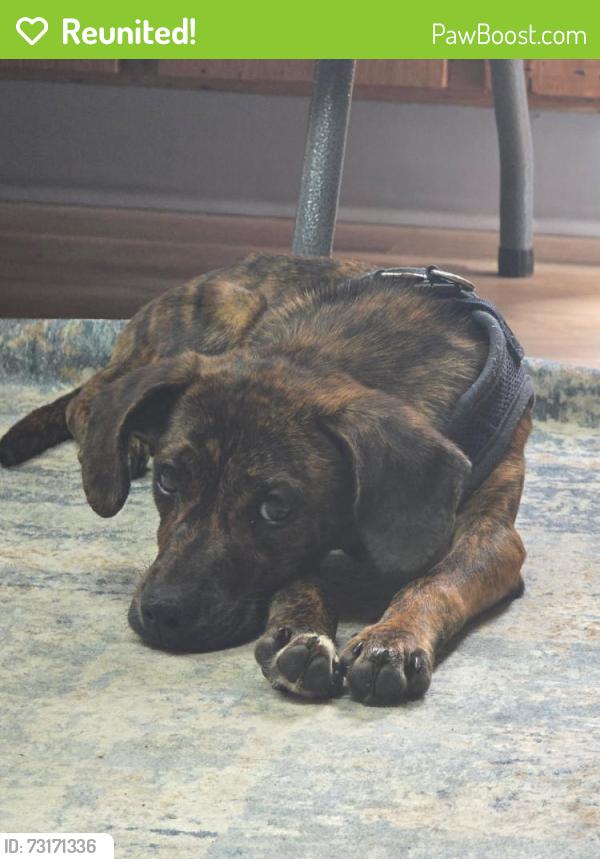 Reunited Male Dog last seen Hillside Street, Asheville, NC 28801