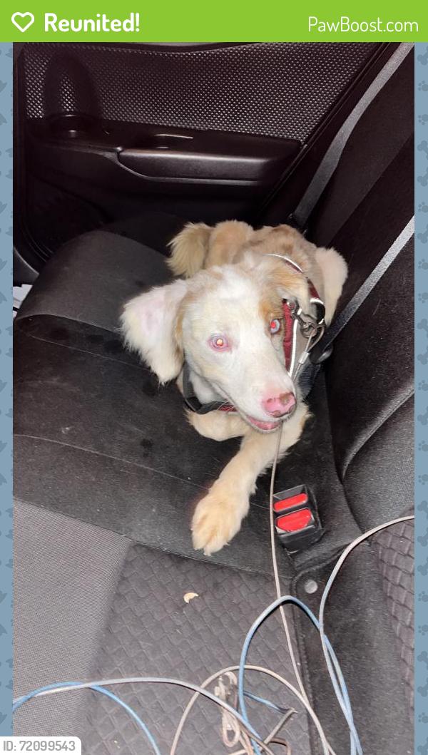 Reunited Male Dog last seen Elan Denton, Denton, TX 76208
