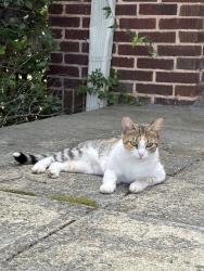 Reunited Unknown Cat last seen South Main Street, Fountain Inn, SC 29644