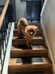 Found/Stray Female Dog last seen Bruton and masters, Dallas, TX 75217