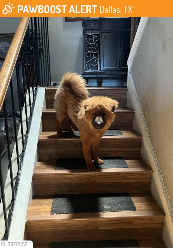 Found/Stray Female Dog last seen Bruton and masters, Dallas, TX 75217