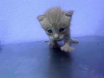 Shelter Stray Male Cat last seen Near McCombs, Outside City/County, NM, 5001 Fred Wilson Ave, El Paso, TX 79906, USA