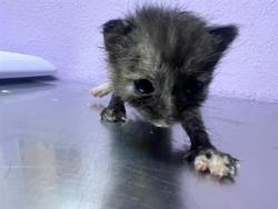 Shelter Stray Female Cat last seen Near McCombs, Outside City/County, NM, 5001 Fred Wilson Ave, El Paso, TX 79906, USA