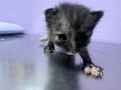 Shelter Stray Female Cat last seen Near McCombs, Outside City/County, NM, 5001 Fred Wilson Ave, El Paso, TX 79906, USA