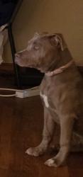 Reunited Female Dog last seen Bell Vista and Price, Youngstown, OH 44509