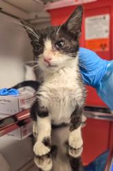 Shelter Stray Male Cat last seen Gettysburg Ave and Thorne Ave, Fresno Zone Fresno CO 2 93704, CA, 1510 W Dan Ronquillo Dr, Fresno, CA 93706, USA