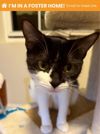 Shelter Stray Female Cat last seen Near Gough St, 21224, MD, 2490 Giles Rd, Baltimore, MD 21225, USA
