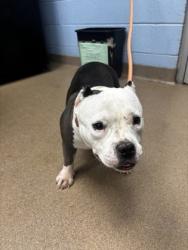 Shelter Stray Female Dog last seen Near Midvale Cove Tucker, 30084, 30084, GA, 3280 Chamblee Dunwoody Rd, Chamblee, GA 30341, USA