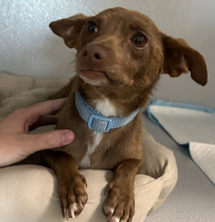 Shelter Stray Female Dog last seen Near Crestway Dr., Zone 3, TX, 8755 Farm to Market 1516, Converse, TX 78109, USA