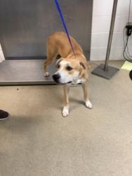 Shelter Stray Male Dog last seen , East District, TX, 355 Hillshire Dr, Haslet, TX 76052, USA