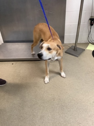 Shelter Stray Male Dog last seen , East District, TX, 355 Hillshire Dr, Haslet, TX 76052, USA