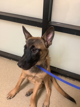 Shelter Stray Male Dog last seen Near US 287, Outside Jurisdiction-injured/sick, TX, 355 Hillshire Dr, Haslet, TX 76052, USA