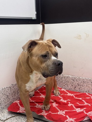 Shelter Stray Male Dog last seen Near Larkspar LN, Atlanta, GA, 1251 Fulton Industrial Blvd NW, Atlanta, GA 30336, USA