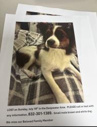 Lost Male Dog last seen Bond st and Deepwater st, Pasadena, TX 77503