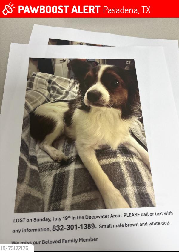 Lost Male Dog last seen Bond st and Deepwater st, Pasadena, TX 77503