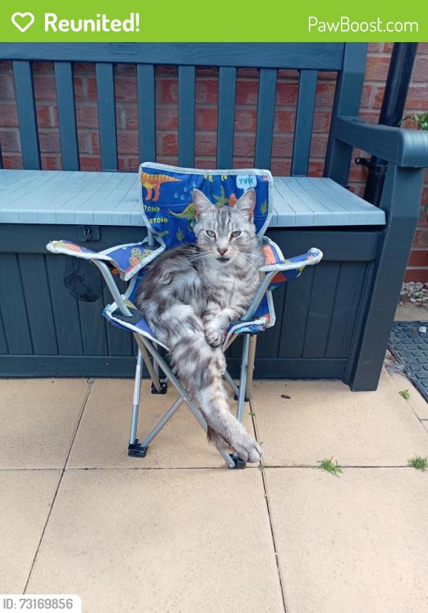 Reunited Male Cat last seen Piano mews, West Northamptonshire, England 
