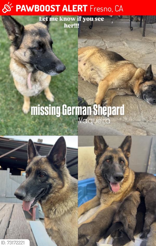 Lost Female Dog last seen Marks/Mckinley, Fresno, CA 93722