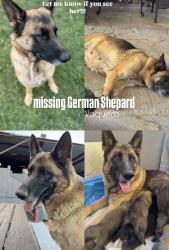 Lost Female Dog last seen Marks/Mckinley, Fresno, CA 93722