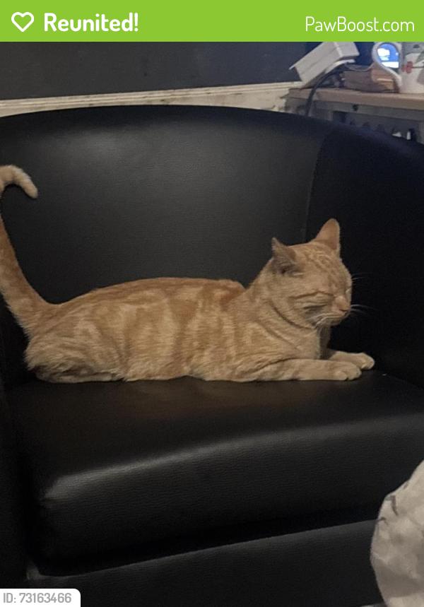 Reunited Male Cat last seen Sainsbury’s Scunthorpe, North Lincolnshire, England DN15 8HY