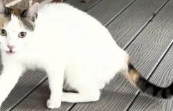 Found/Stray Female Cat last seen Near Mount Echo, Fairfax, VA 22033