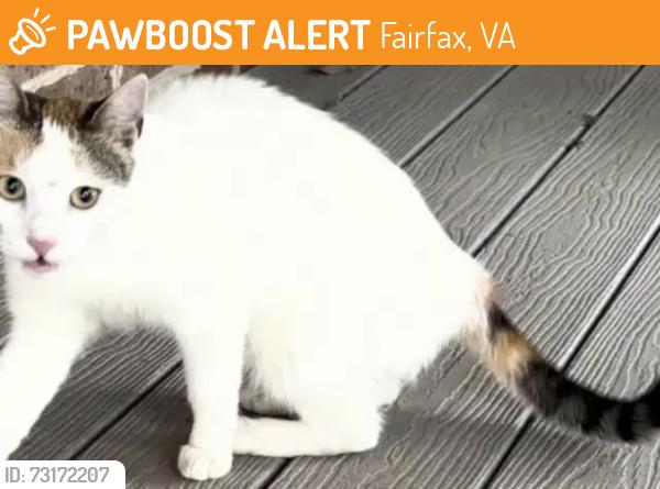 Found/Stray Female Cat last seen Near Mount Echo, Fairfax, VA 22033
