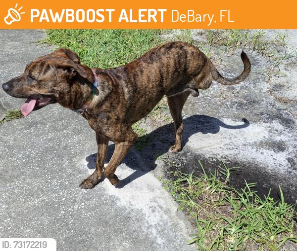 Found/Stray Male Dog last seen Mansion and Dirksen, DeBary, FL 32713