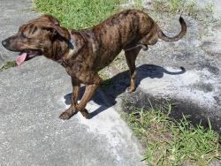 Found/Stray Male Dog last seen Mansion and Dirksen, DeBary, FL 32713