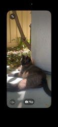 Reunited Male Cat last seen Carmel Canyon Rd, Del Mar Heights Rd, Caminito Campaneo, San Diego, CA 92130