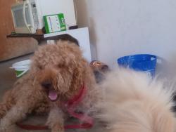 Found/Stray Male Dog last seen Clear home storage, Las Vegas, NV 89102