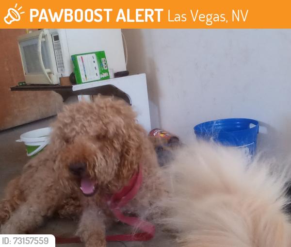 Found/Stray Male Dog last seen Clear home storage, Las Vegas, NV 89102