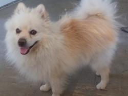 Found/Stray Male Dog last seen Clear home storage, Las Vegas, NV 89102
