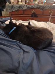 Reunited Male Cat last seen Near North Avenue Belvedere Illinois, Belvidere, IL 61008