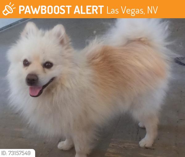 Found/Stray Male Dog last seen Clear home storage, Las Vegas, NV 89102