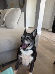 Lost Male Dog last seen Near East 6th st Long Beach, Long Beach, CA 90814