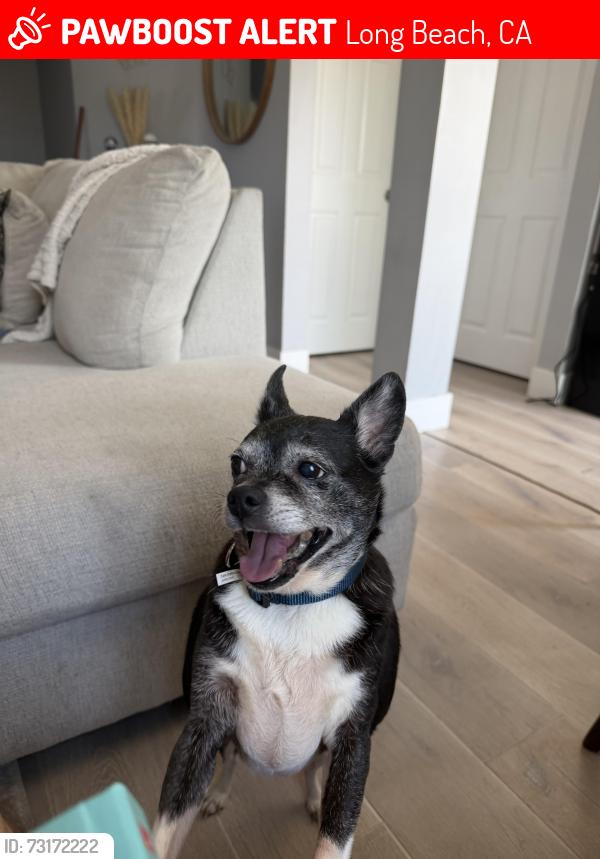 Lost Male Dog last seen Near East 6th st Long Beach, Long Beach, CA 90814