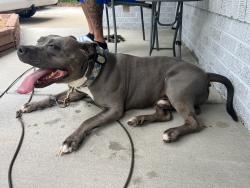 Reunited Male Dog last seen Near E 13th Ave, Aurora, CO 80011, USA, Aurora, CO 80011