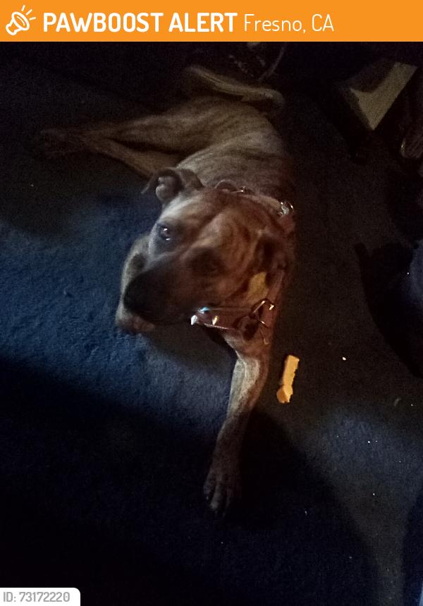 Found/Stray Female Dog last seen Ashlan & Cornelia (Walgreens), Fresno, CA 93722