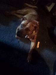 Found/Stray Female Dog last seen Ashlan & Cornelia (Walgreens), Fresno, CA 93722