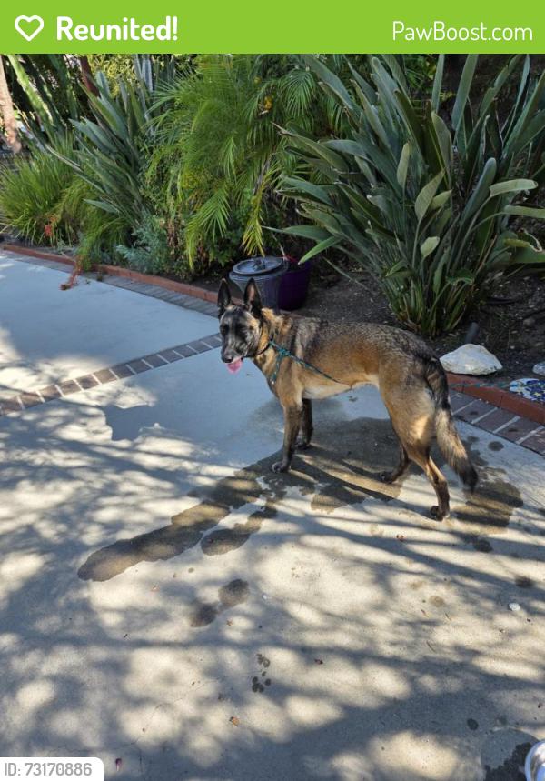 Reunited Female Dog last seen Blackhawk Street and Tampa Avenue, Los Angeles, CA 91324