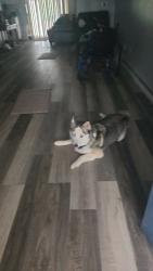 Reunited Female Dog last seen 53rd at entrance of Montbello Rec Center, Denver, CO 80239