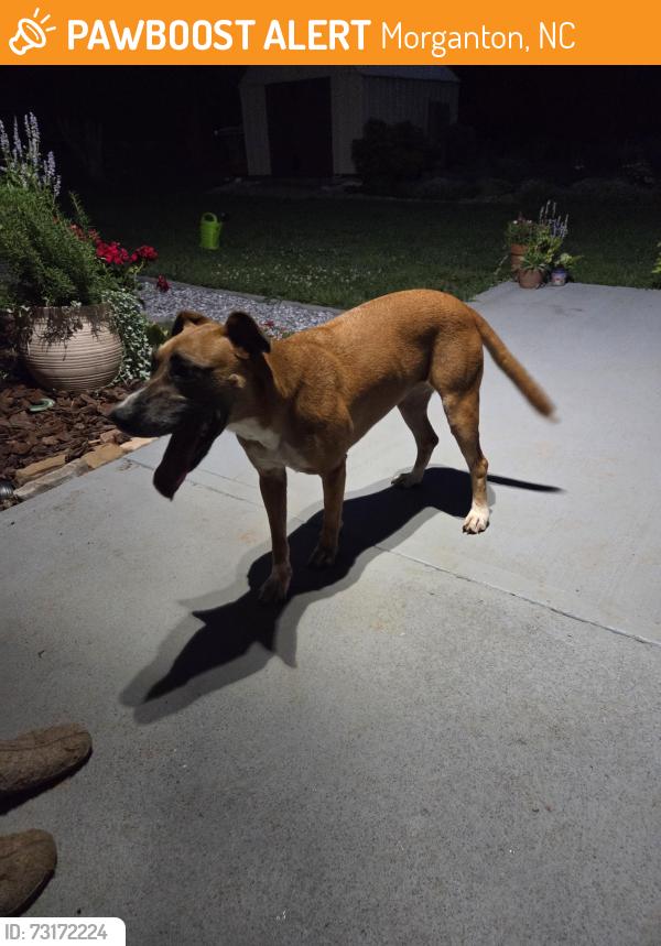 Found/Stray Female Dog last seen Sammers, Morganton, NC 28655