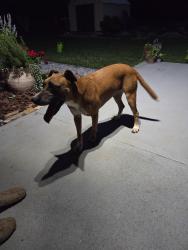 Found/Stray Female Dog last seen Sammers, Morganton, NC 28655