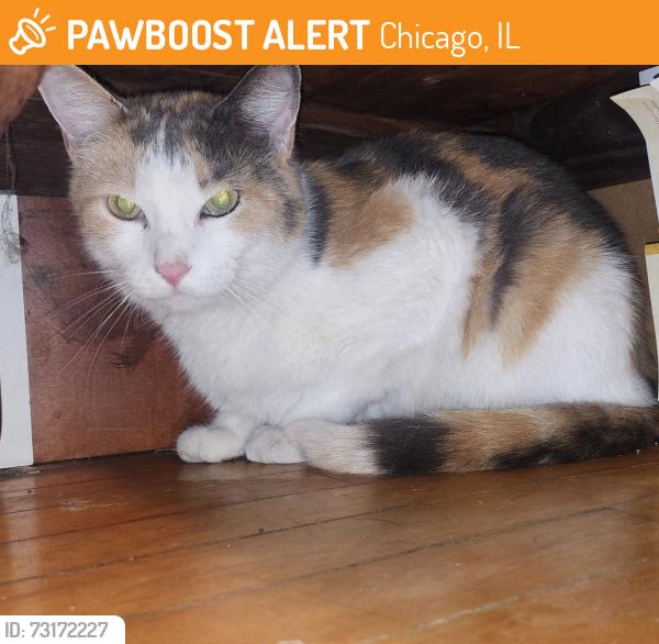 Found/Stray Female Cat last seen On Lakewood Ave between Rosemont and Touhy, Chicago, IL 60660