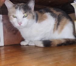 Found/Stray Female Cat last seen On Lakewood Ave between Rosemont and Touhy, Chicago, IL 60660
