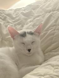 Reunited Female Cat last seen Watertown St., Newton, MA 02460