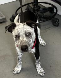 Shelter Stray Male Dog last seen Near S 900 W, SALT LAKE CITY, UT, 84102, 511 W 3900 S, Salt Lake City, UT 84123, USA