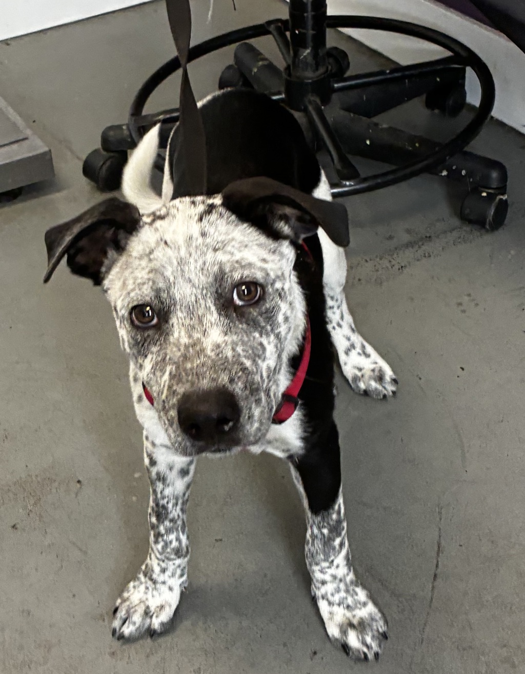 Shelter Stray Male Dog last seen Near S 900 W, SALT LAKE CITY, UT, 84102, 511 W 3900 S, Salt Lake City, UT 84123, USA