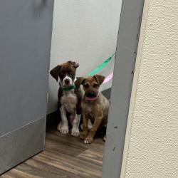 Shelter Stray Female Dog last seen University Avenue, San Diego, CA, 92105, 5500 Gaines St, San Diego, CA 92110, USA