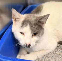 Shelter Stray Female Cat last seen 84th Ave/ N Zuni St, Westminster, CO, 80031, 580 McIntyre St, Golden, CO 80401, USA