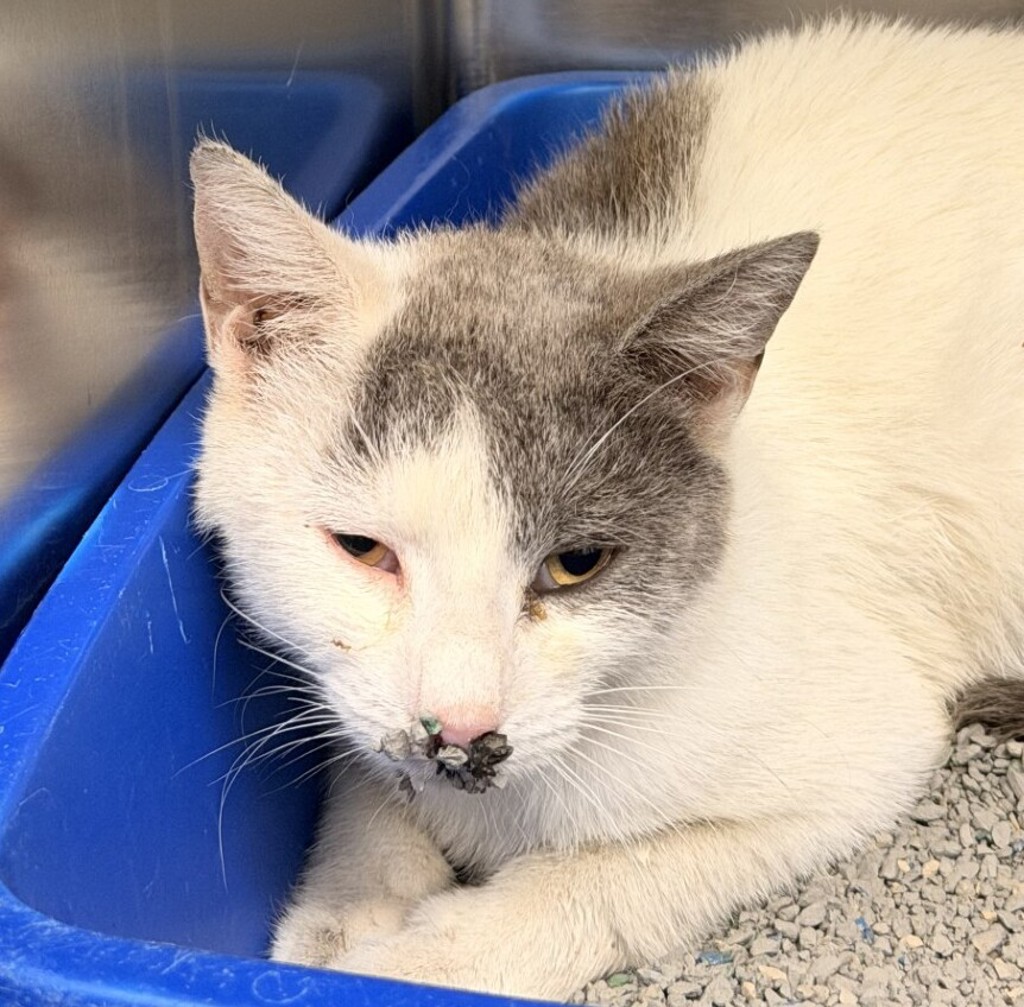 Shelter Stray Female Cat last seen 84th Ave/ N Zuni St, Westminster, CO, 80031, 580 McIntyre St, Golden, CO 80401, USA